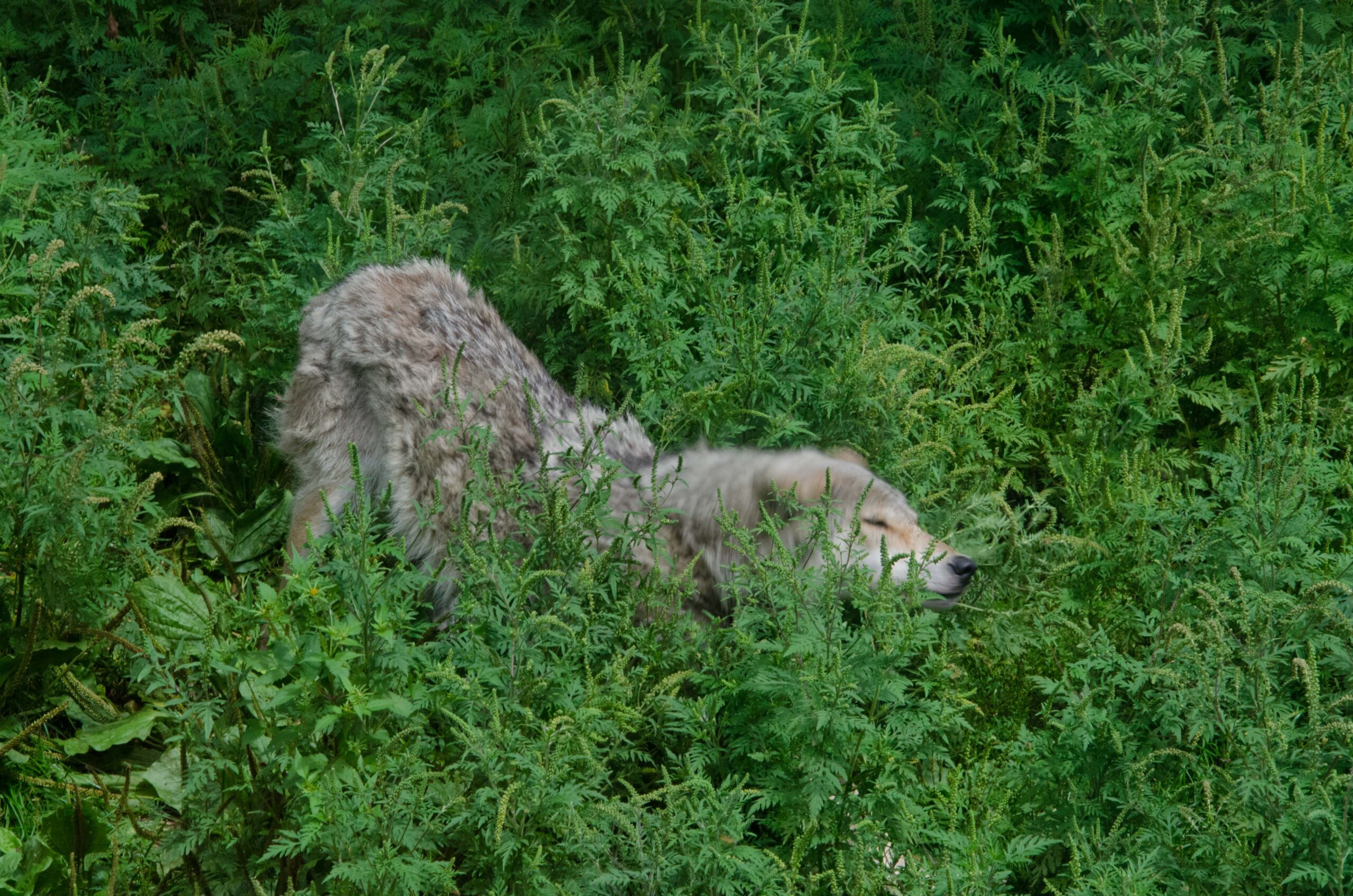 Fotoreportage: Wolven in Wildernis