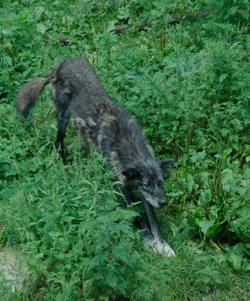 Photography Quebec Canada_wild life 1