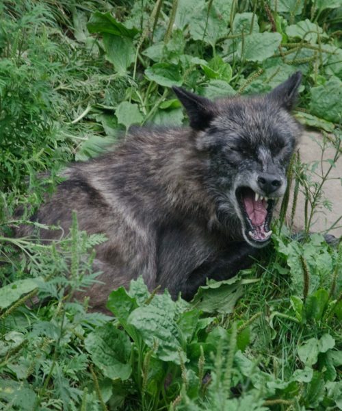 Photography Quebec Canada_wild life 2