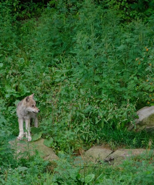 Photography Quebec Canada_wild life 3