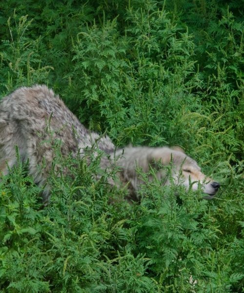 Photography Quebec Canada_wild life 4
