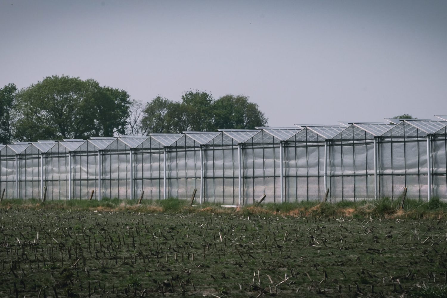 farm life-1380