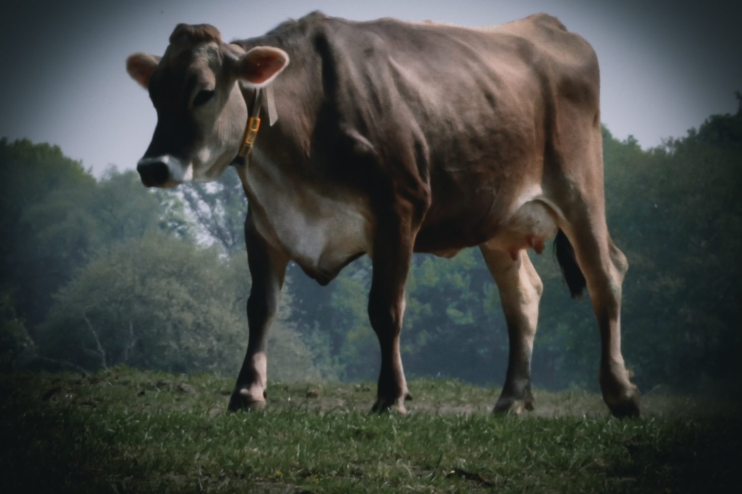farm life-1431